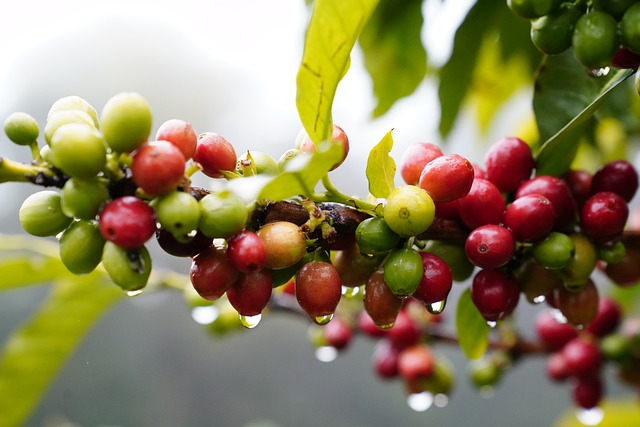 Coffee Cherry